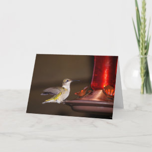 Female Ruby-throated Hummingbird Kort