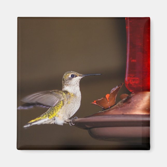 Female Ruby-throated Hummingbird Magnet (Framsidan)