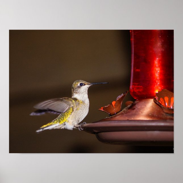 Female Ruby-throated Hummingbird Poster (Framsidan)
