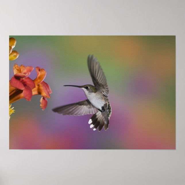 Female Ruby Throated Hummingbird under flygning, 2 Poster (Framsidan)