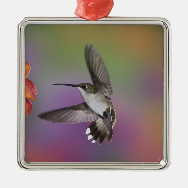 Female Ruby Throated Hummingbird under flygning Julgransprydnad Metall (Framsidan)