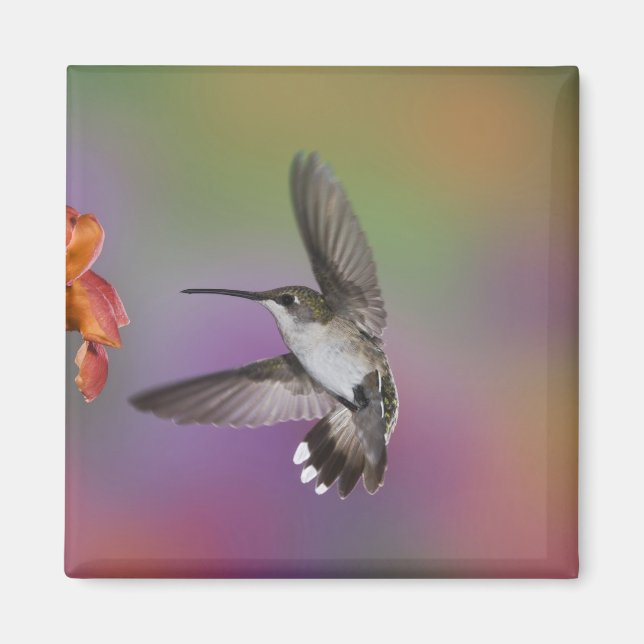 Female Ruby Throated Hummingbird under flygning Magnet (Framsidan)