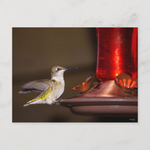Female Ruby-throated Hummingbird Vykort