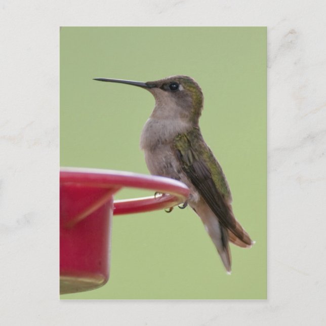 Female Ruby-Throated Hummingbird Vykort (Framsida)