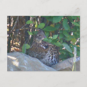 Female Ruffed Grouse-vykort Vykort