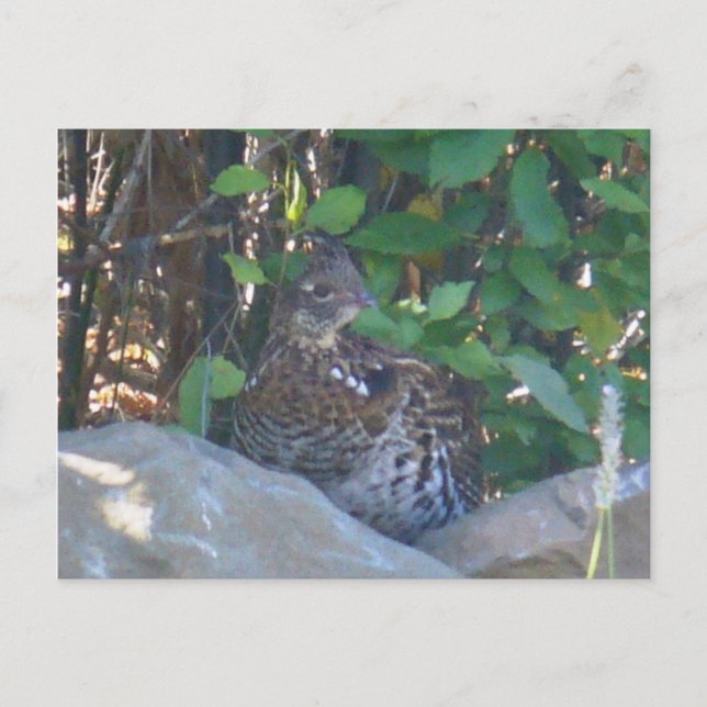 Female Ruffed Grouse-vykort Vykort (Framsida)