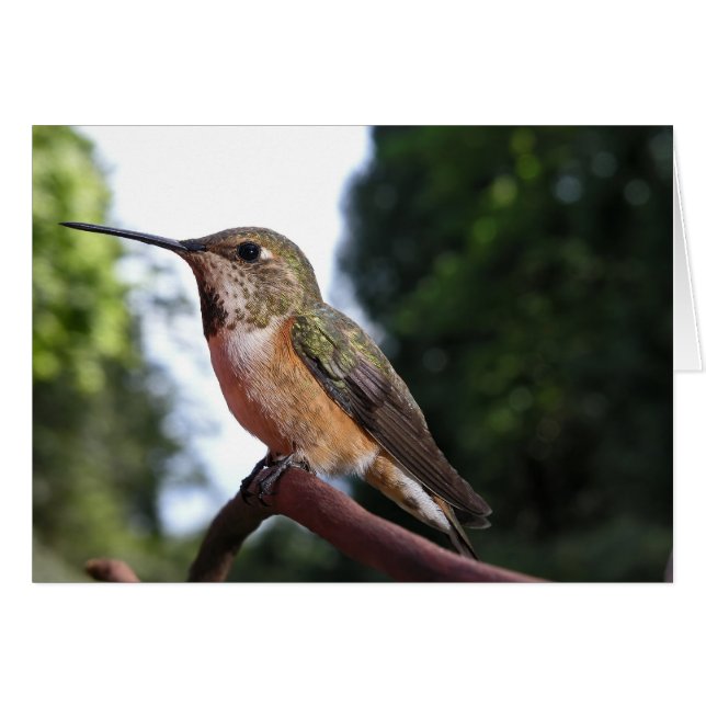 Female Rufous Hummingbird - Kort (Framsidan Horizontal)