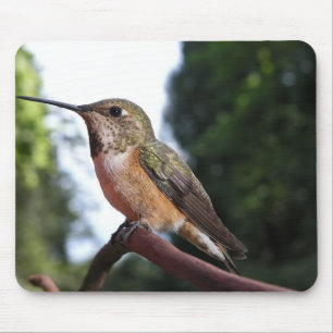 Female Rufous Hummingbird - Mousepad Musmatta