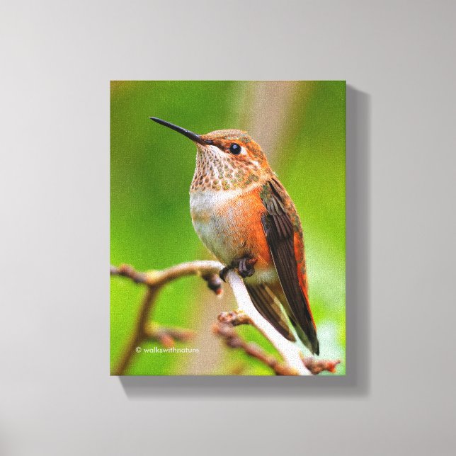 Female Rufous Hummingbird på Plum Träd Canvastryck (Framsida)