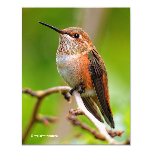 Female Rufous Hummingbird på Plum Träd Fototryck (Framsidan)