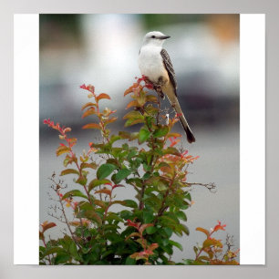 Female Sissortail Flycatcher Poster