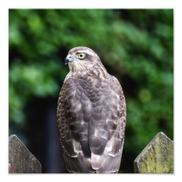 Female Sparrowhawk Fototryck