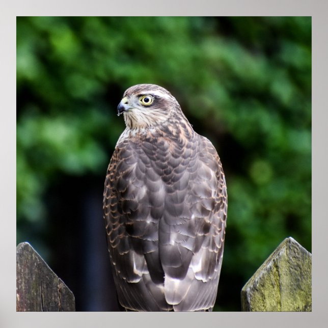 Female Sparrowhawk Poster (Framsidan)