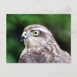 Female Sparrowhawk-vykort Vykort