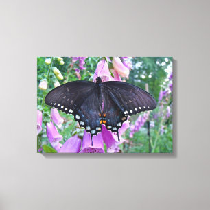 Female Spicebush Swallowtail Butterfly Canvastryck