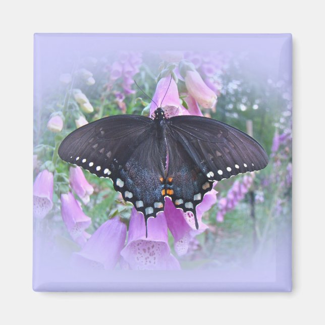 Female Spicebush Swallowtail Butterfly Magnet (Framsidan)