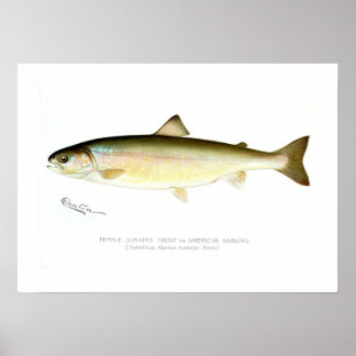 Female Sunapee Trout Poster