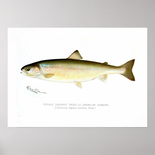 Female Sunapee Trout Poster (Framsidan)