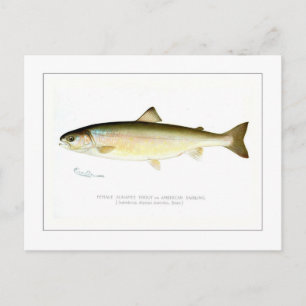 Female Sunapee Trout Vykort