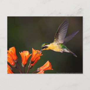 Female vackra Hummingbird Vykort