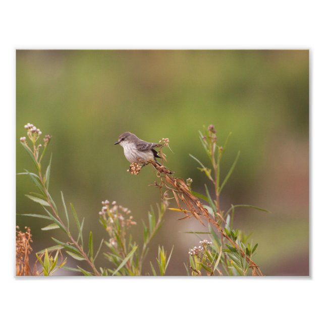 Female Vermilion Flycatcher Fototryck (Framsidan)