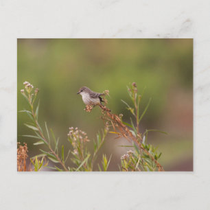 Female Vermilion Flycatcher Vykort