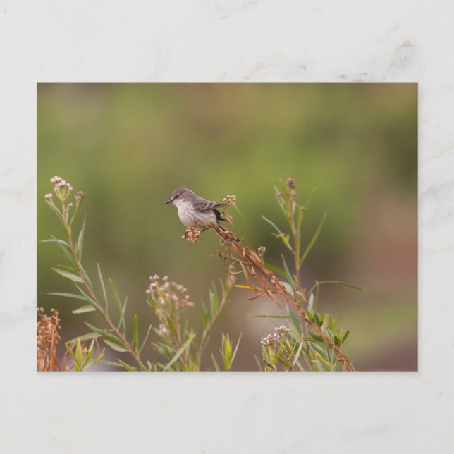 Female Vermilion Flycatcher Vykort (Framsida)
