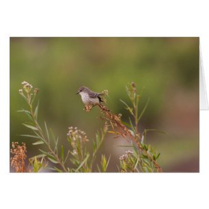 Female Vermiljon Flycatcher Hälsningskort