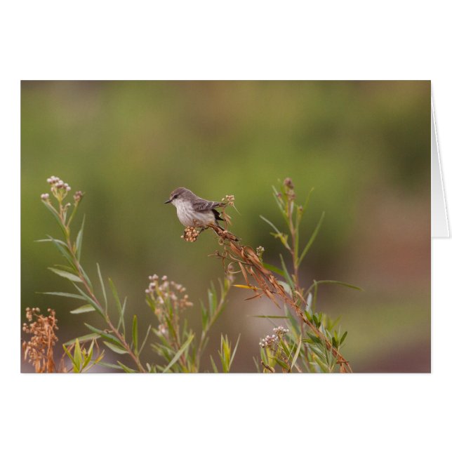Female Vermiljon Flycatcher Hälsningskort (Framsidan Horizontal)