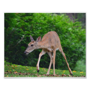Female Whitetail Hjort Fototryck