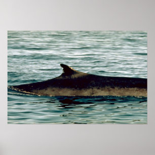 Fenaval Poster
