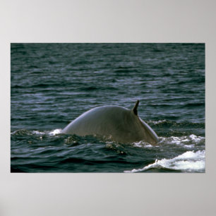 Fenaval Poster