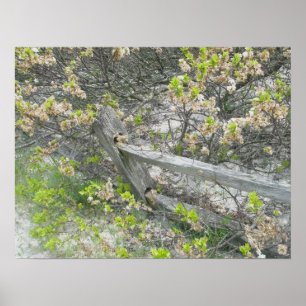 Fence Against Dunes IBSP Poster