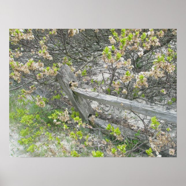 Fence Against Dunes IBSP Poster (Framsidan)