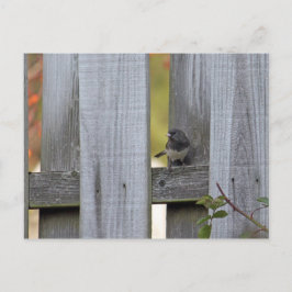 Fence Junco Vykort