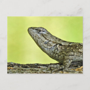 Fence Lizard-vykort. Vykort
