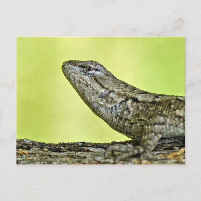 Fence Lizard-vykort. Vykort (Framsida)