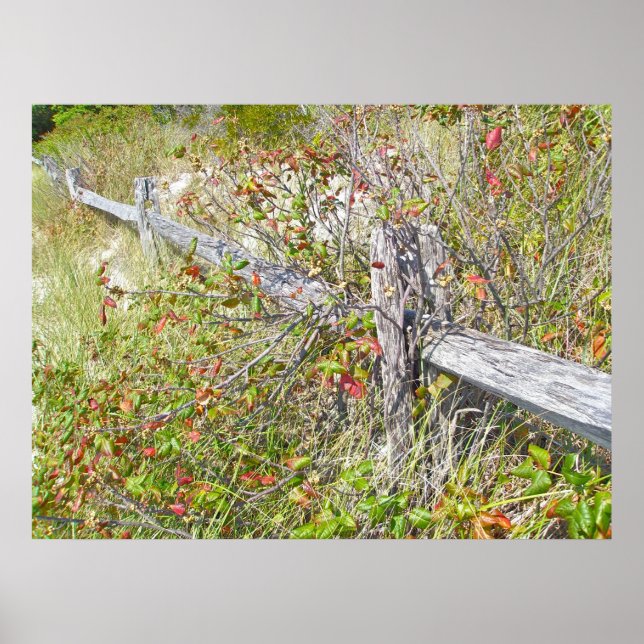 Fence & Poison Ivy IBSP NJ Poster (Framsidan)