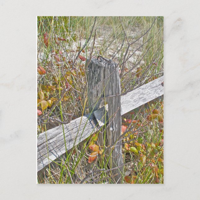 Fence & Poison Ivy IBSP NJ-samordningsobjekt Vykort (Framsida)