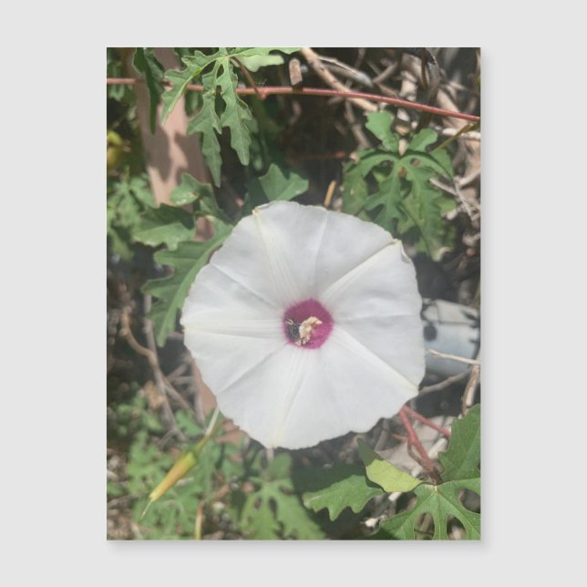 Fenceline Alamo Vine Magnet (Framsida)