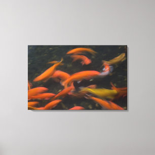 Feng Shui kommer med den tro koifisken bra luck. Canvastryck