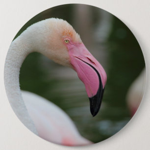 Fenicopterus roseus knapp