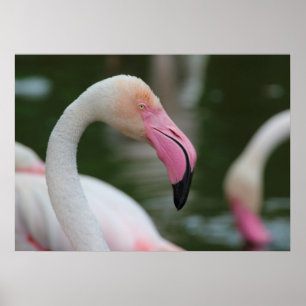Fenicopterus roseus poster