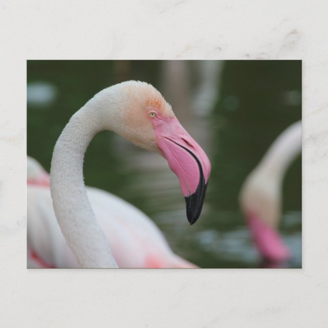 Fenicopterus roseus vykort (Framsida)