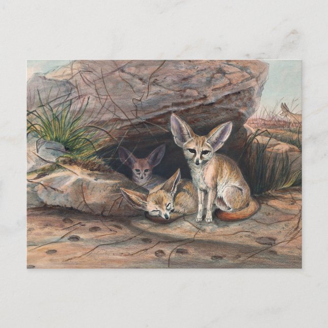 Fennec Fox av Joseph Varg Vykort (Framsida)