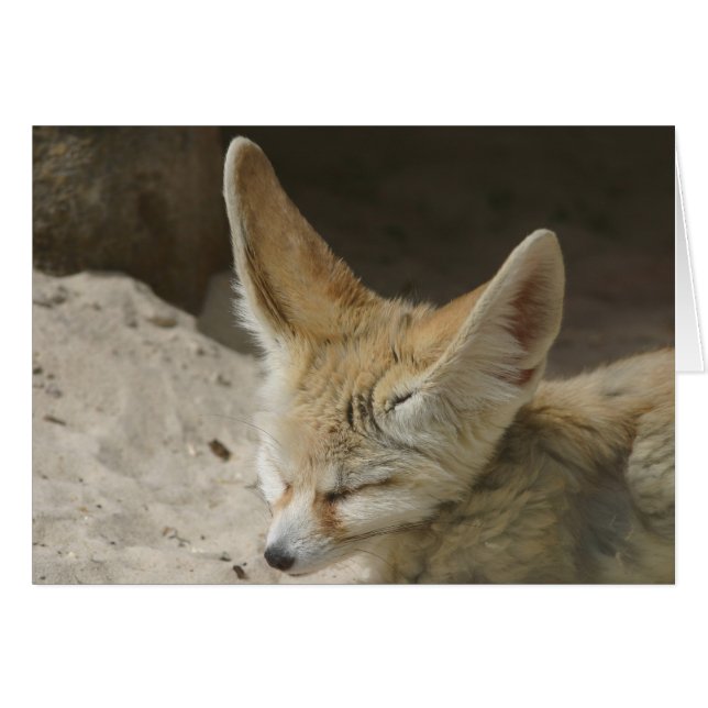 Fennec Fox-kort Hälsningskort (Framsidan Horizontal)