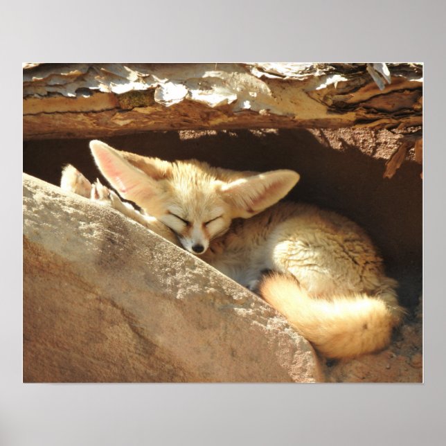Fennec Fox Poster (Framsidan)
