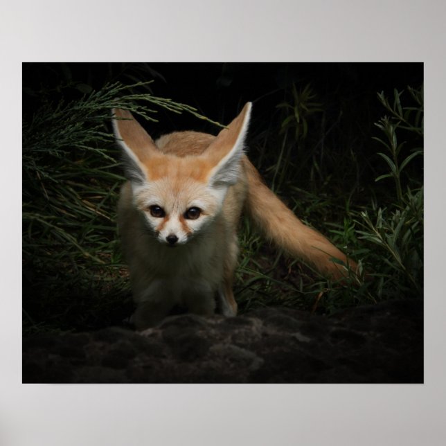 Fennec Fox Poster (Framsidan)