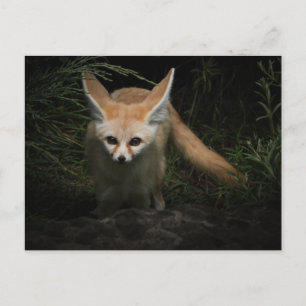 Fennec Fox Vykort