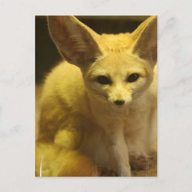 Fennec Fox vykort (Framsida)
